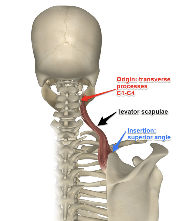 <p><strong>Origin:</strong> C1-C4 transverse process<br><strong>Insertion: </strong>superior angle of scapula</p><p><strong>Blood supply: </strong>Dorsal Scapula and Transverse Cervical</p><p><strong>Innervation (nerve): </strong>Dorsal Scapula</p>
