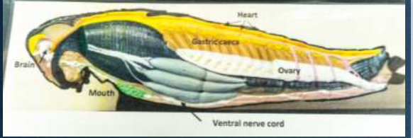 knowt flashcard image