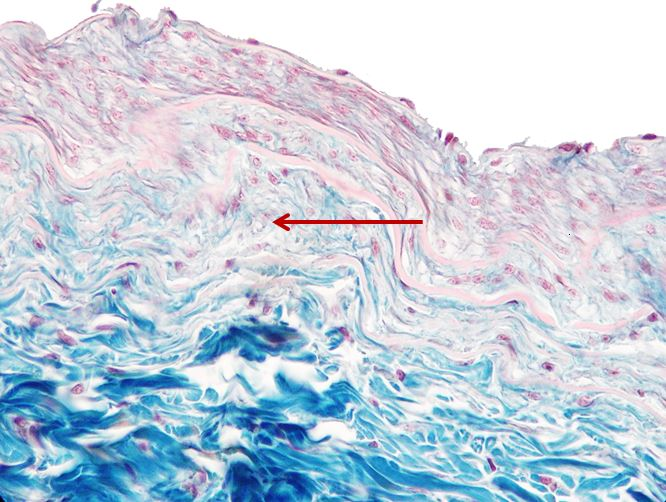 <p>Cấu trúc gì ?</p>