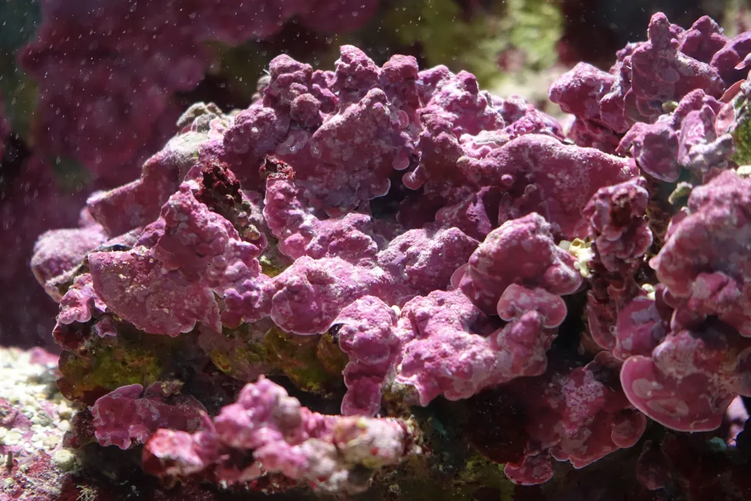 <p>Crustose Coralline Algae</p>
