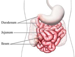 <p>duodenum; jejunum; ileum</p>