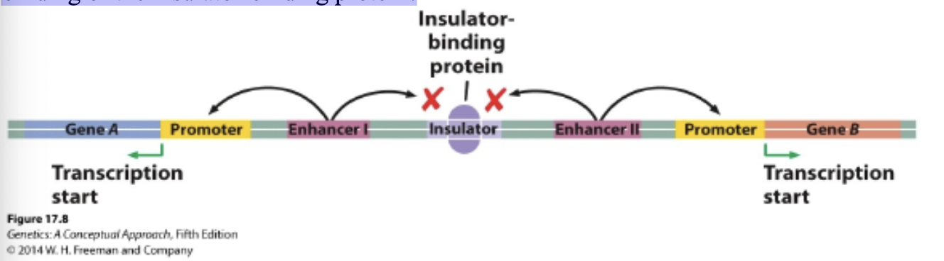 <p>Given the following figure, what would be the effect of a mutation that occurred in the insulator that prevented the</p><p>binding of the insulator-binding protein?</p>