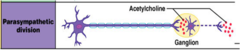 <p>Nicotinic always send excitatory</p><p>Muscarinic can send inhibitory or excitatory</p>