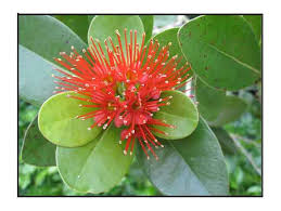 <p>Endemic to the Philippines; conservation status: endangered. Most easily identified by its extremely dense, slow-growing “ironwood” nature and its bright red bottlebrush-like flower clusters, combined with a compact crown and very heavy, hard timber, making it one of the most ecologically and economically significant native hardwood trees.</p><p>A small to medium evergreen tree typically growing 5–15 meters tall with a dense rounded crown about 4–10 meters wide. Trunk is 0.2–0.6 meters in diameter with dark gray to brown bark that is rough and tightly fissured. It develops a strong deep root system adapted to poor and ultramafic soils. Branching begins low to mid-height, forming a compact, dense canopy. Leaves are simple, opposite to subopposite, elliptic to oblong (5–12 cm long), thick, leathery, and glossy green with smooth margins and pinnate venation. Flowers are bright red, arranged in dense brush-like (staminal) clusters. Fruits are small woody capsules containing tiny seeds dispersed by wind and gravity.</p><p>Extremely valued for its very hard, heavy timber used in heavy construction, tool handles, and specialty woodcraft, and also important in native forest ecosystems. No significant toxicity reported. In landscape applications, it is best suited for conservation areas, native plant collections, and specimen planting in large gardens where slow growth and limited size are acceptable; it is unsuitable for rapid landscaping or tight urban spaces but excellent as a heritage and biodiversity conservation tree.</p>