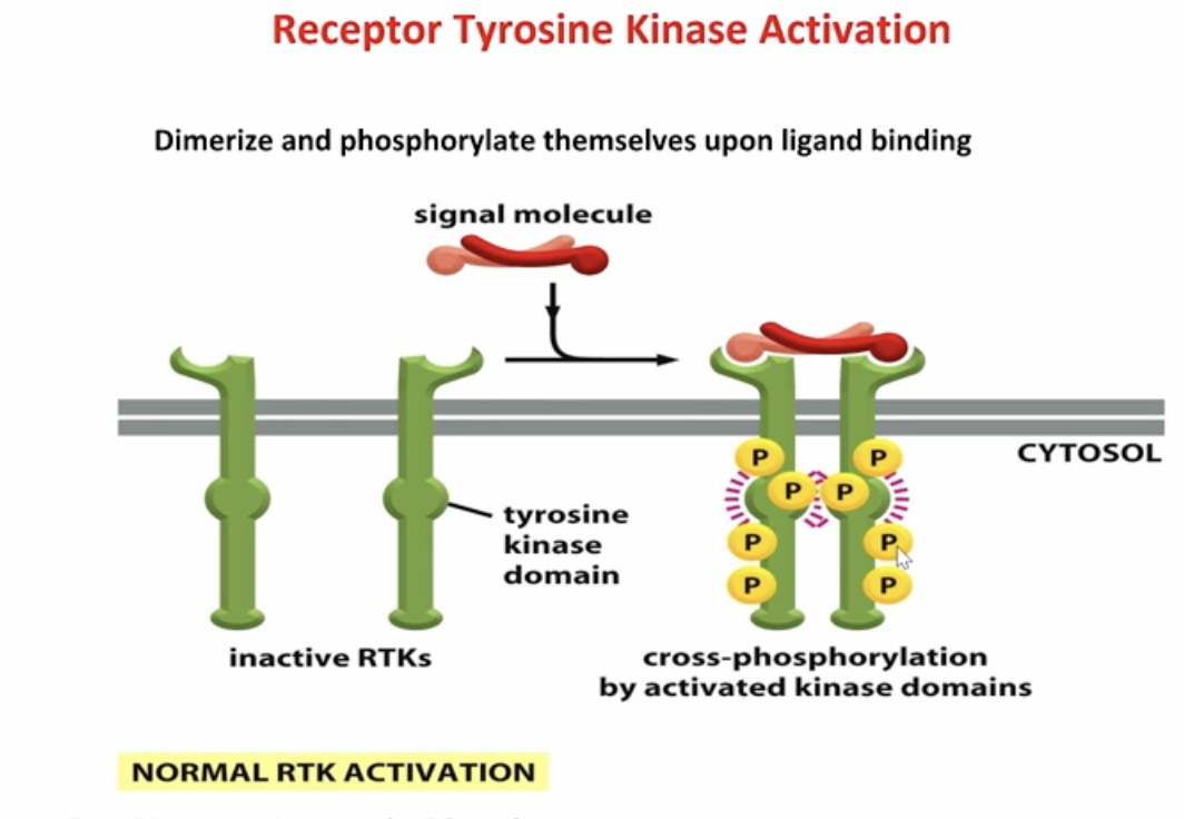 <p>Inactive RTKs bind a ligand, which causes dimerization. This brings the kinase domains together, allowing them to activate and cross-phosphorylate each other on tyrosine residues.</p>