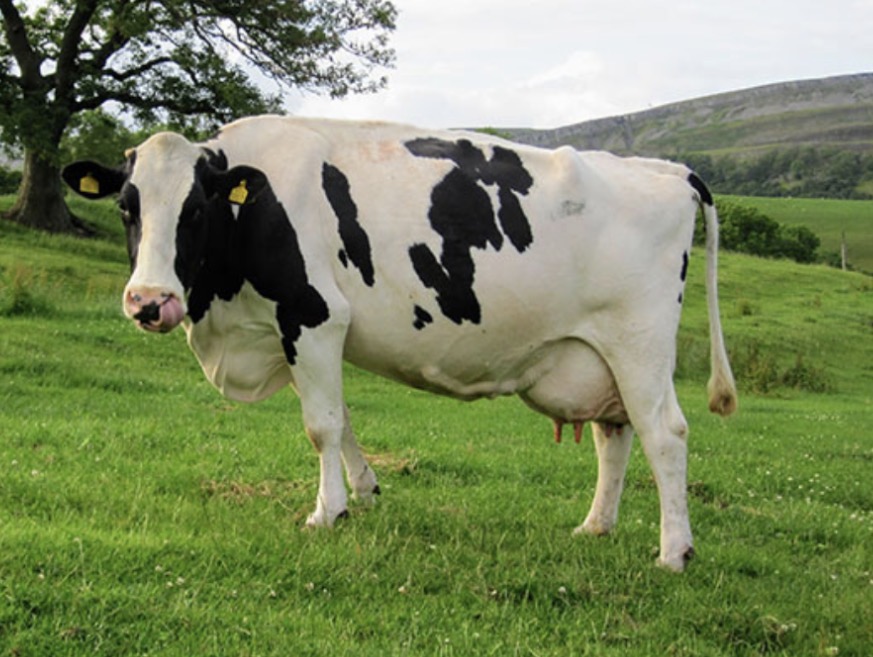 <p>What cow</p>
