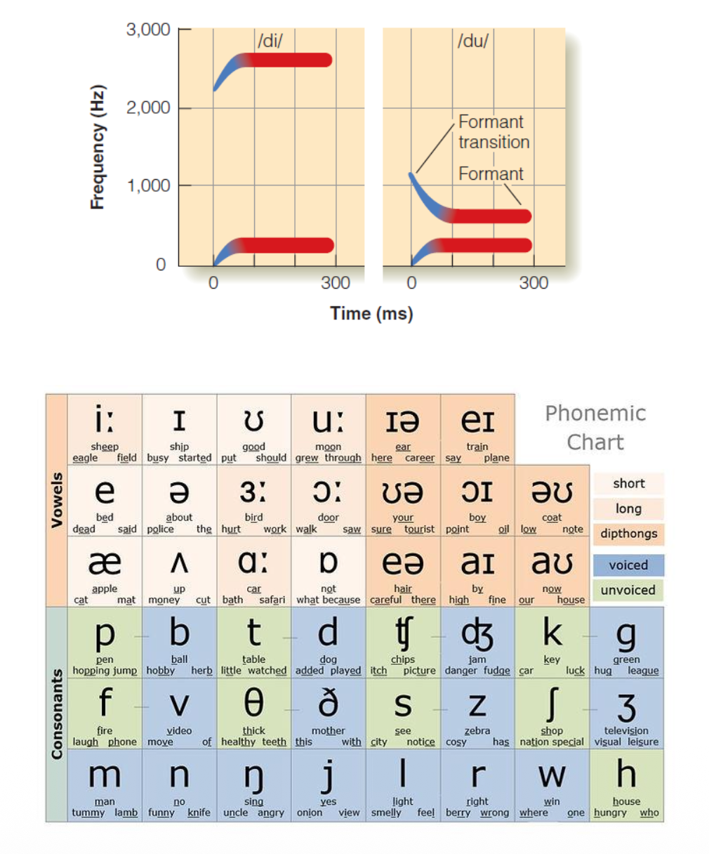 <p><u>Speech Perception – Phonemes &amp; the Variability Problem</u></p><p>__ are the smallest sound units in speech.</p><p class="p1">• They vary across languages and can’t be identified by ? alone.</p><p class="p1">• __ affects their acoustic form– this is the variability problem.</p><p class="p1">Coarticulation: ?</p><p class="p1">• __ pitch, accent, and pace create additional variation.</p>