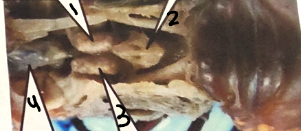 <p>point 3 on this crayfish </p>