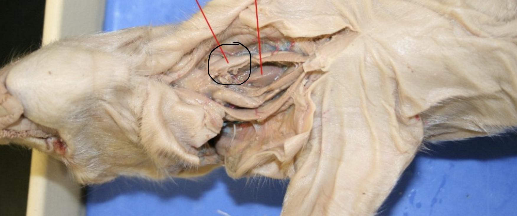 <p>Identify this Organ</p>