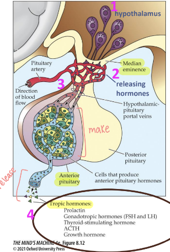 <ol><li><p>Hypothalamus controls jsut how much anterior pituitary will release</p></li><li><p>Hypothalamus secretes releasing hormones onto the median eminence</p></li><li><p>Local blood vessels go to the anterior pituitary</p></li><li><p>Anterior pituitary releases tropic hormone. Tropic hormones enter the general bloodstream and affect target organs </p></li></ol><p></p>