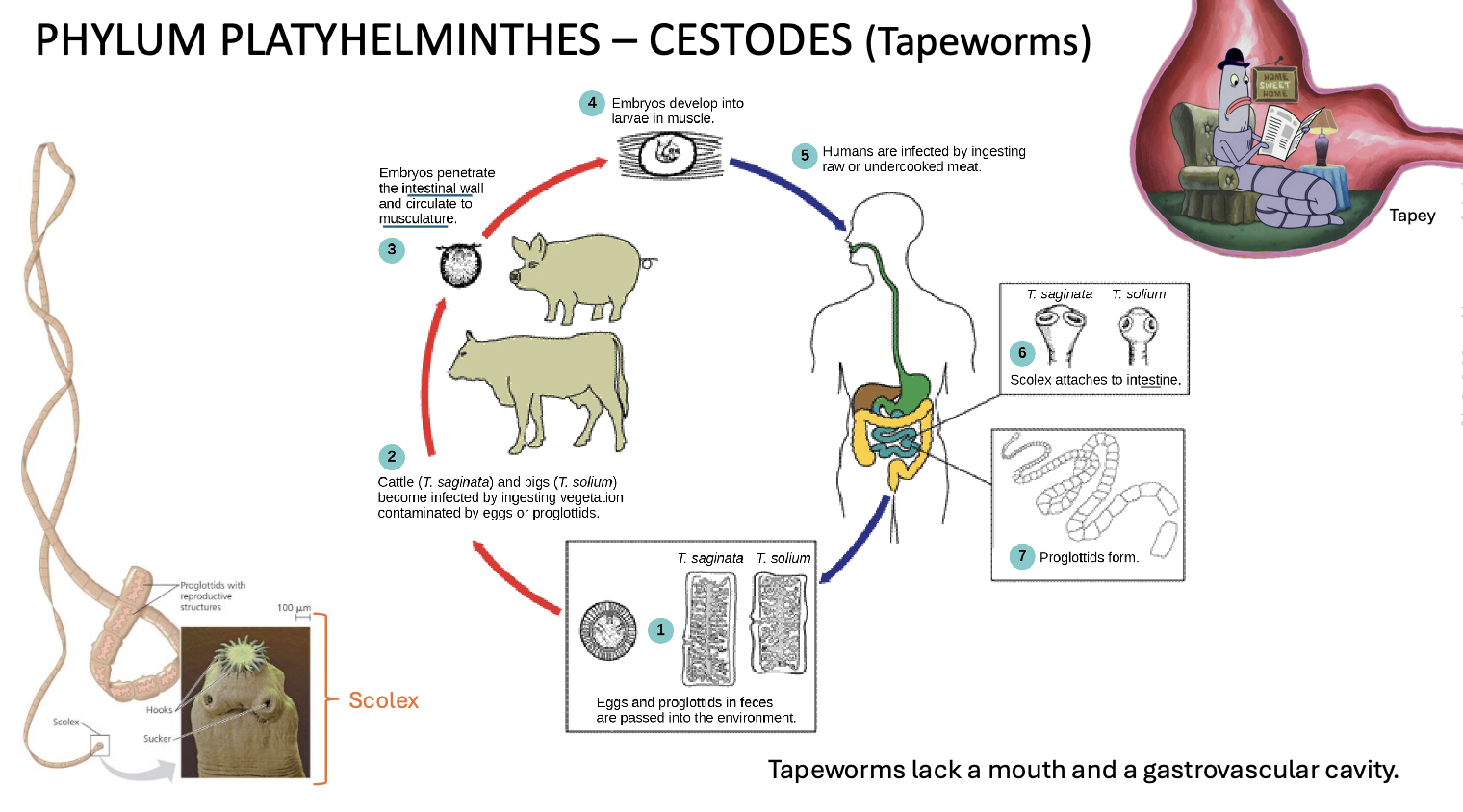 <p>Lack a mouth and gastrovascular cavity</p>