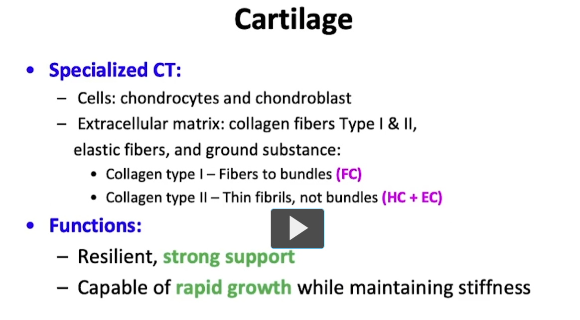 <p>Cartilage is a specialized connective tissue. It has characteristic cells called chondrocytes and chondroblasts. It has a matrix that surrounds the cells known as the extracellular matrix, which has very specific components, such as collagen fibers, type I and type II. As well as elastic fibers, and what is known as ground substance. </p><p>Normally collagen type I is found as fibers to bundles in the so called fiber cartilage, and collagen type II, which is the term for collagen fibrils, and contains no ramifications in a branching sense as if they were fasicles. They won’t be seen in collagen type II, and this will be present in hyaline cartilage and elastic cartilage.</p><p>Cartilage tissue is superbly strong, very good for resilience. It’s strong and at the same time, within it’s strength, it has a certain degree of flexibility. It is also capable of growth and development and in a moment you will see these mechanisms of reproduction. </p>