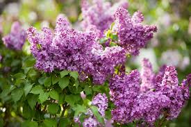 <p><span style="font-family: Calibri, sans-serif;">les lilas: « Leurs panaches de plumes mauves ou blanches »</span></p>