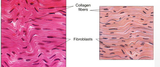 <p>Dense Regular Connective Tissue Function (Dense connective tissues)</p>