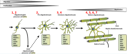 <p>1. Proliferation and migration of oligodendrocyte precursor cells (OPCs)</p><p>2. Recognition of axons</p><p>3. Differentiation of OPCs to myelin forming oligodendrocytes</p><p>4. Myelin membrane outgrowth and wrapping of axons</p><p>5. Trafficking of myelin membrane proteins</p><p>6. Compaction of the myelin sheath</p><p>7. Formation of the node of Ranvier</p>