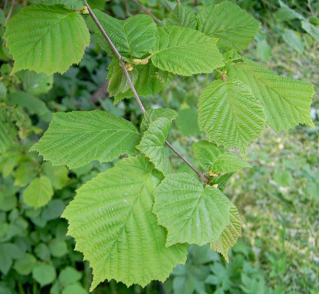 term image