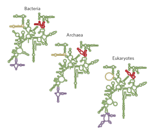 <p>The folding patterns (secondary structure) of rRNAs are highly conserved in all organisms, allowing for ribosomes to function properly </p>
