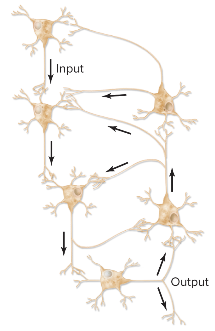 <p>use feedback to produce repeated, cyclical activity</p><p>*ex: breathing regularly while we sleep</p>