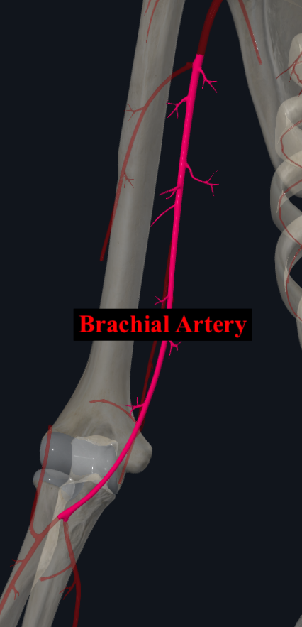 <p>the bifurcation of brachial artery into radial and ulna </p>
