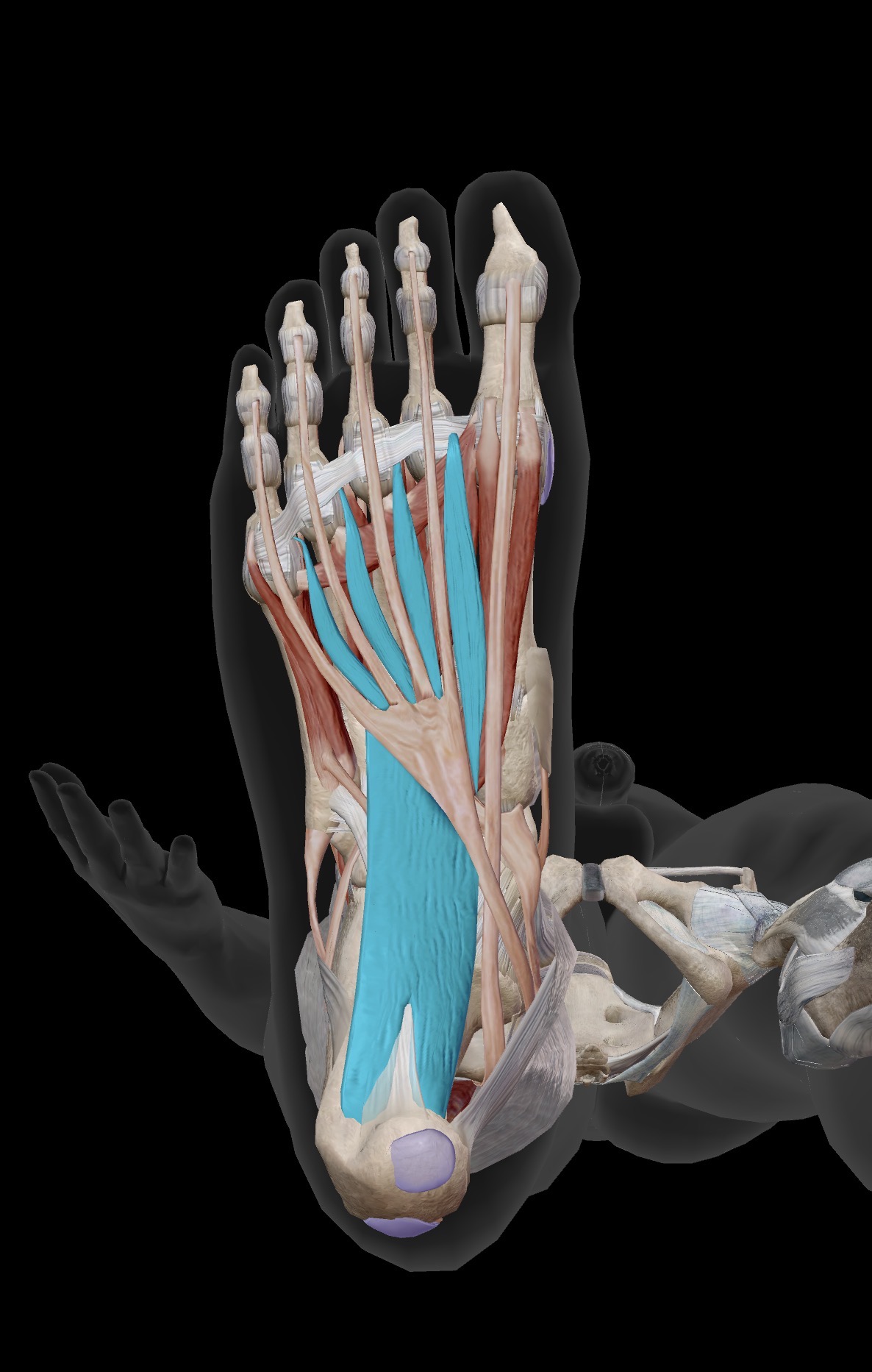 <p>What are the muscles shown in the photo?</p><ul><li><p>Origin</p></li><li><p>Insertion</p></li><li><p>Action</p></li></ul><p></p>