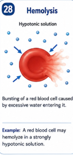<p>Bursting of a red blood cell caused by excessive water entering it. </p>