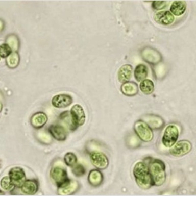 <p>Deblo razred red rod in slika</p>