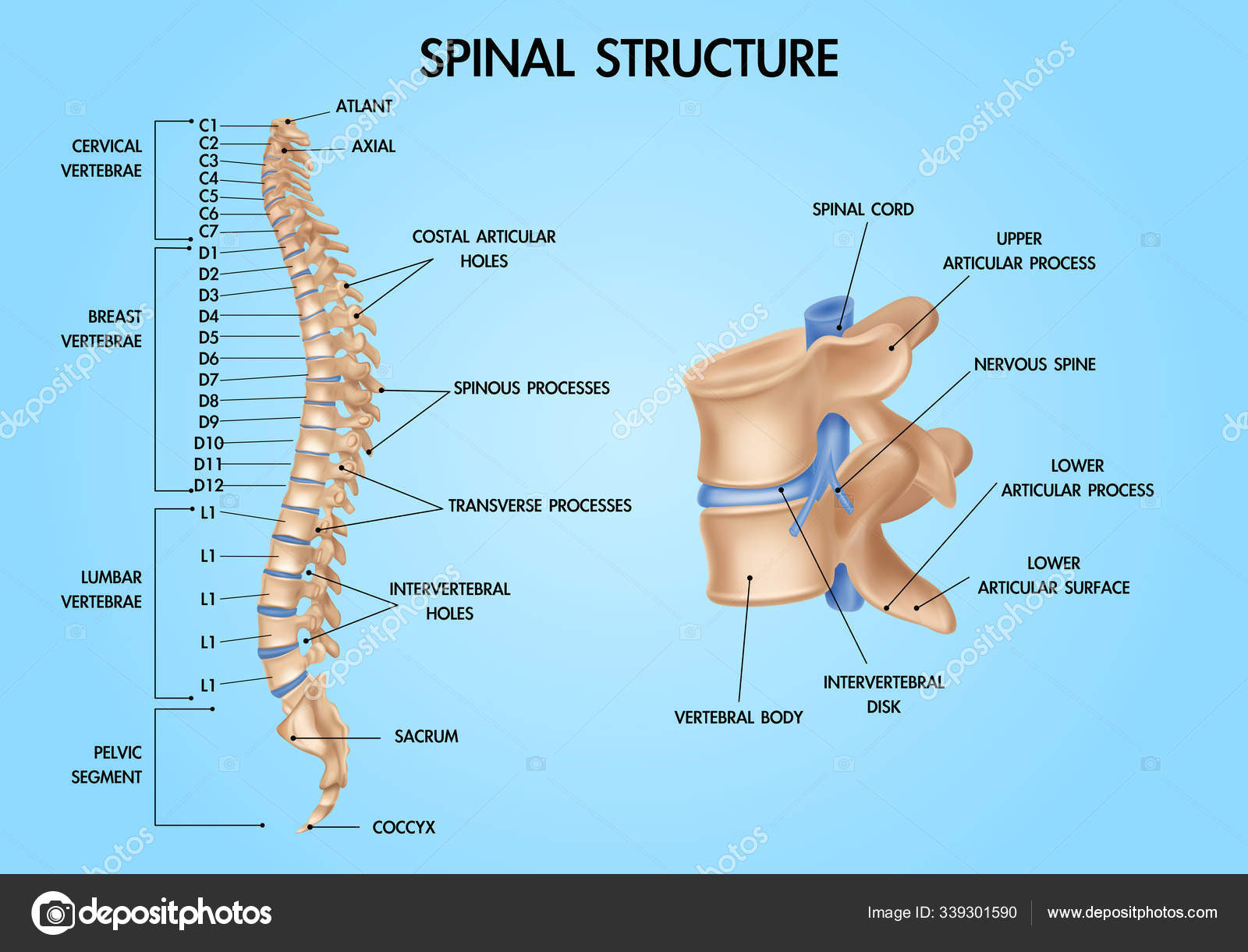 <p>Relating to the top part of the spine that is composed of the seven vertebrae of the neck and the disks that separate them.</p>
