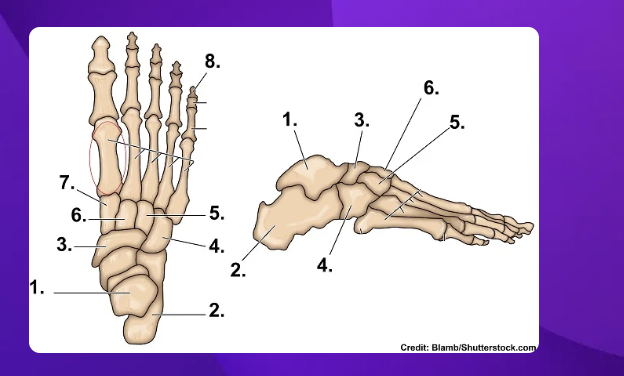 <p>where is the medial cuneiform?</p>