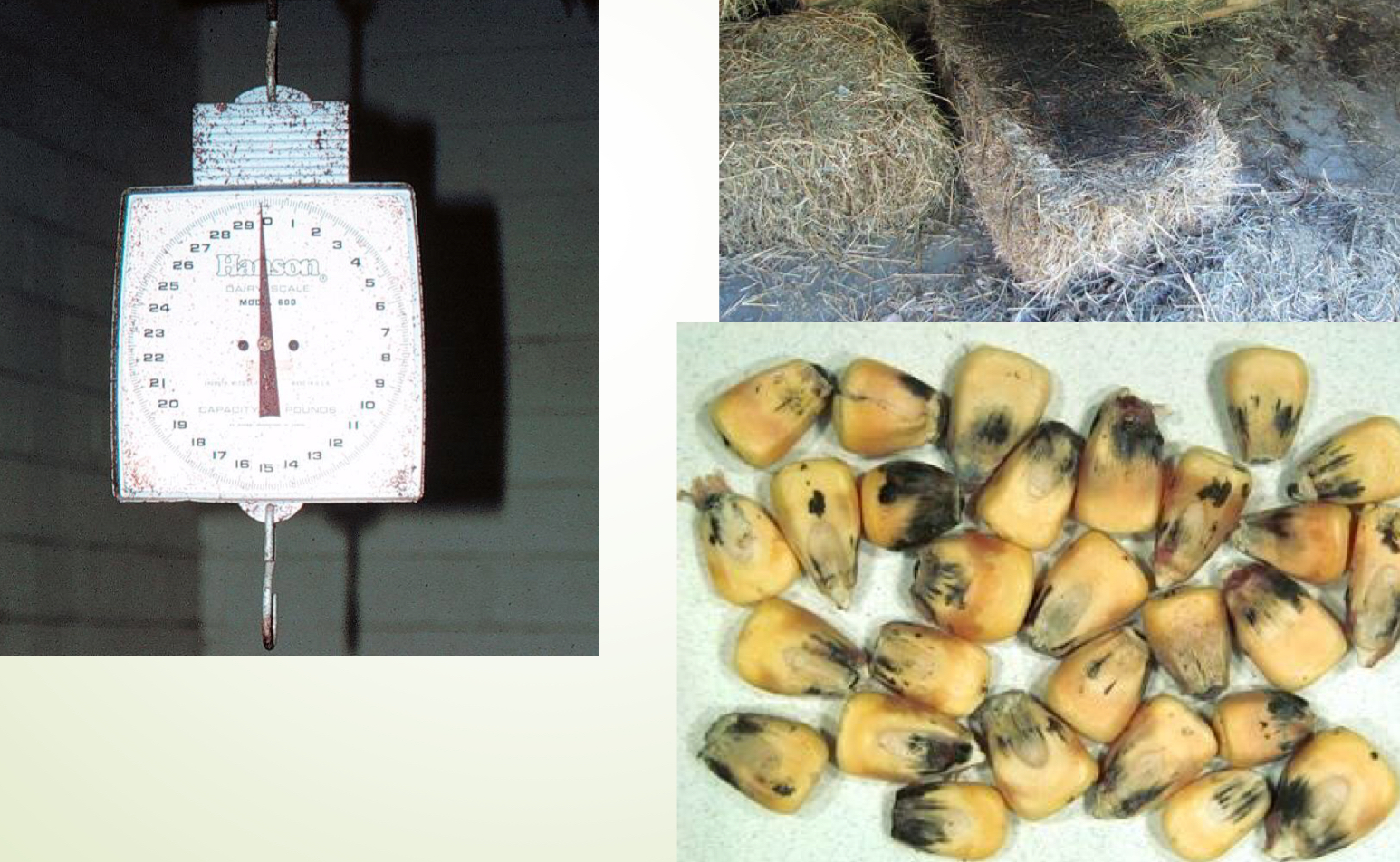 <ul><li><p>Diet</p><ul><li><p>Ask the owner about amount ofg snacks, treats, and supplements</p></li><li><p>Weigh/measure accurately</p></li><li><p>Investigate the quality of feed</p><ul><li><p>Type of kibble</p></li><li><p>Quality of silage/hay</p></li></ul></li><li><p>Observe if</p><ul><li><p>Is there any competition for the food?</p></li><li><p>If the P is receiving/eating the whole diet</p></li></ul></li></ul></li></ul><p></p>