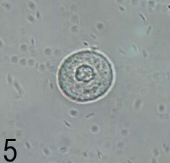 term image