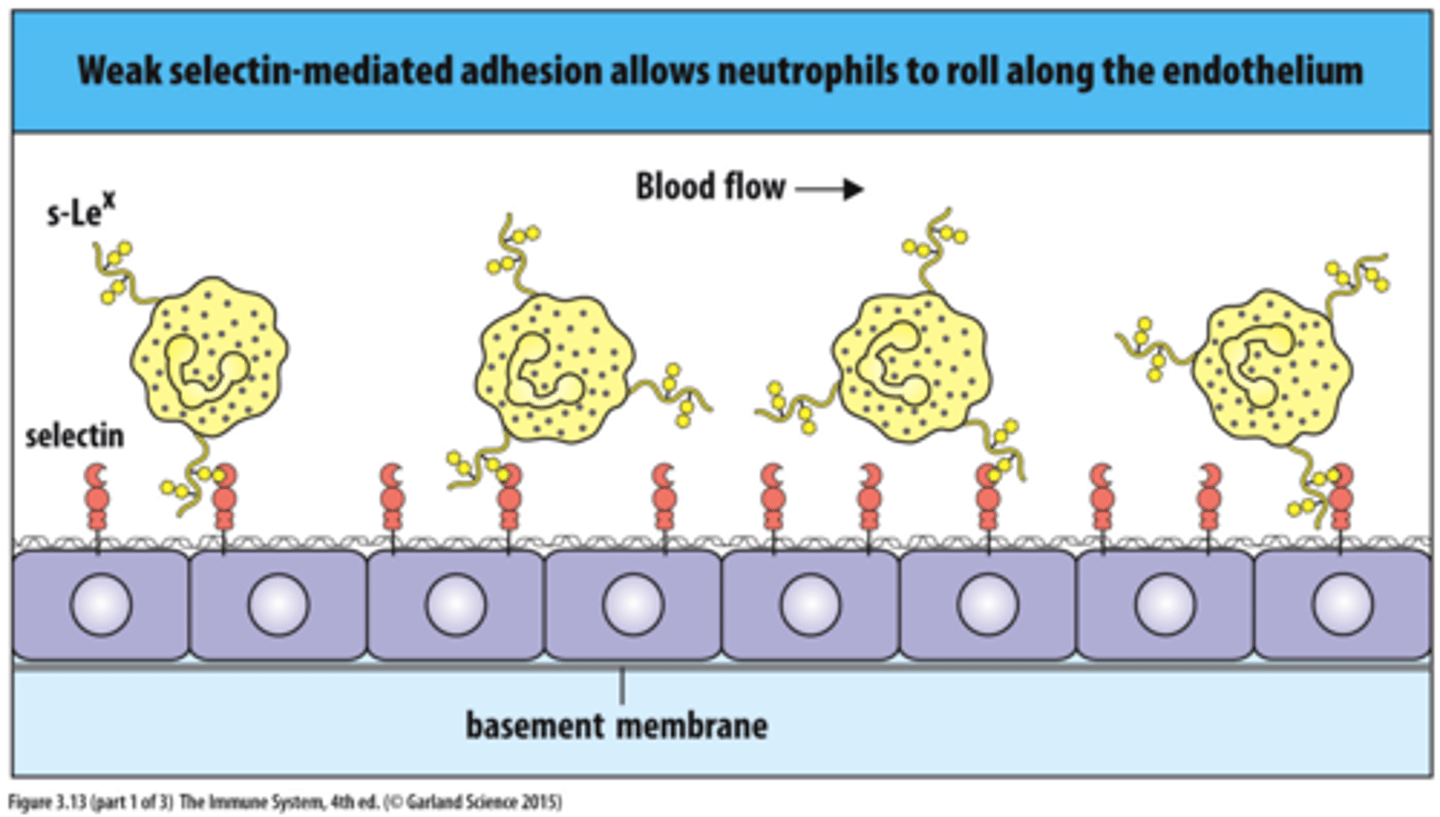 <p>Group of proteins that bind to carbohydrate molecules that project from other cell surfaces</p><p>Weakest of the CAMs</p><p>Expressed in white blood cells and endothelial cells that line the blood vessels</p><p>Important role in host defense, including inflammation, and white blood cell migration</p>