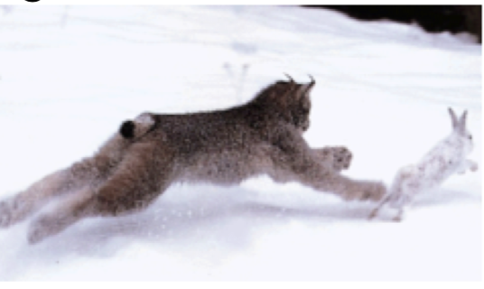 <p>An interaction in which one organism kil ls another for food.</p>