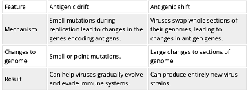 <p><span style="font-family: Aptos, sans-serif;">-</span><span style="font-family: "Times New Roman"; line-height: normal; font-size: 7pt;"> </span><span><strong>Antigenic Drift: </strong>Produces small changes to viral surface antigens. Existing memory B cells may still recognize the virus. Can provide partial immunity, reducing the severity of the illness.</span></p><p class="MsoListParagraphCxSpLast"><span style="font-family: Aptos, sans-serif;">-</span><span style="font-family: "Times New Roman"; line-height: normal; font-size: 7pt;"> </span><span><strong>Antigenic Shift: </strong>Produces major changes to viral surface antigens. The immune system may recognize the virus as new.</span><span style="color: black;"> </span><span>Existing memory cells may not provide effective protection. A new immune response must be developed, increasing the risk of illness. </span></p>