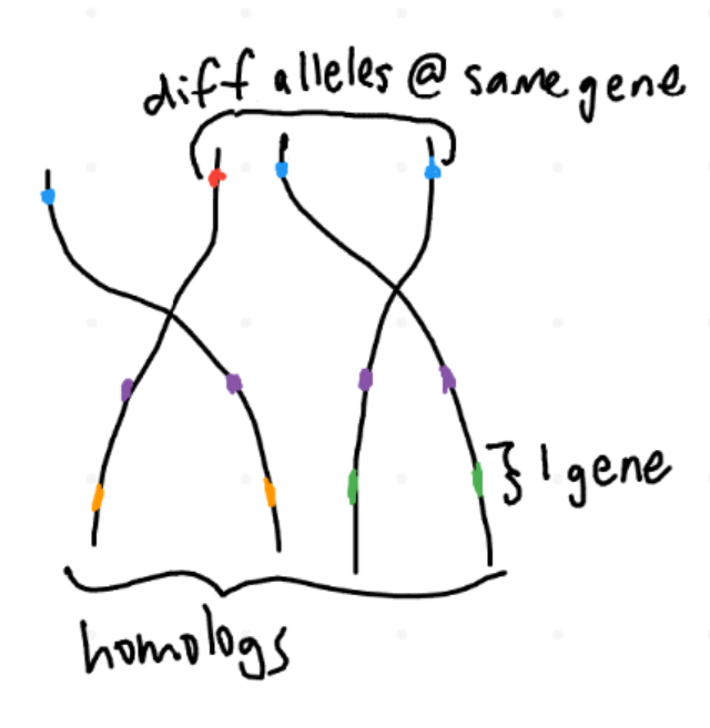 <p><span style="background-color: rgba(0, 0, 0, 0); line-height: 20.925px;">diff versions of the same type of chromosome</span><br><span style="background-color: rgba(0, 0, 0, 0); line-height: 20.925px;">^have the same genes but potentially diff alleles</span><br><span style="background-color: rgba(0, 0, 0, 0); line-height: 20.925px;">^pair of chromosomes, w/ 1 chromosome from each parent <sub><sup>(only diploid species have homologous pairs. ex: if triploid, it is homologous ‘triplets’!)</sup></sub></span></p>