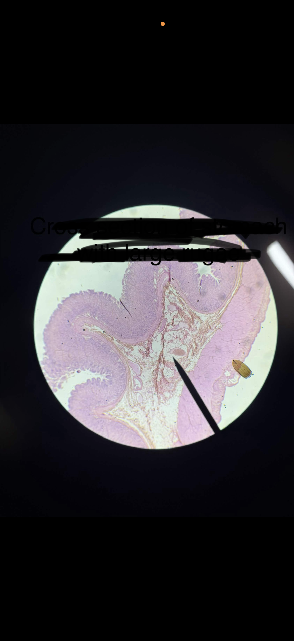 term image