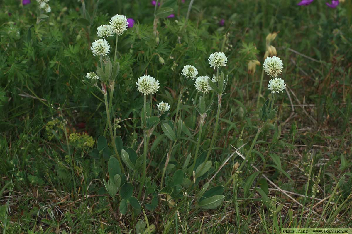 <p>sid 257 ärtväxter, </p><p>är lång och får blad längst uppe på själken vid blomman. väldigt prydligt huvud</p>