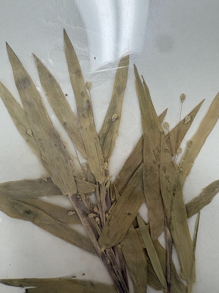 <ul><li><p>wide leaves rounded at base</p></li><li><p>open seed head w/ egg like seeds</p></li></ul><p></p>