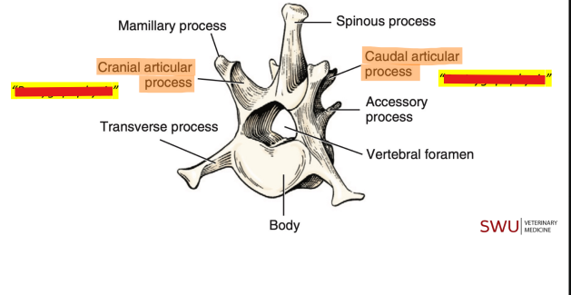 <p>Q: The caudal articular process is also known as the …… </p><p>A. Accessory process </p><p>B. Prezygapophysis </p><p>C. Postzygapophysis </p><p>D. Mamillary process</p>