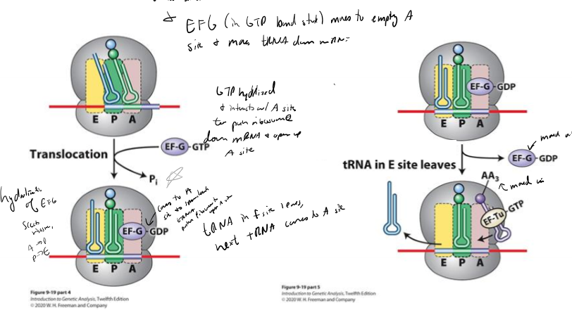 <ul><li><p>1. charged tRNA deliver to A site by Ef-tu-GTP</p></li><li><p>2. anticodon of tRNA baseparirs with mRNA codon, and GTP hydrolyzed, releasing EF</p></li><li><p>3. peptide bond formed between amino acids by rRNA, growing polypeptide chain transferred from tRNA in the P site to the amino acid on the tRNA in the A site</p></li><li><p>4. ribosome moves down mRNA one codon using EFG hydrolysis, putting tRNA from A→ P and P → E, with E tRNA leaving</p></li></ul><p></p>