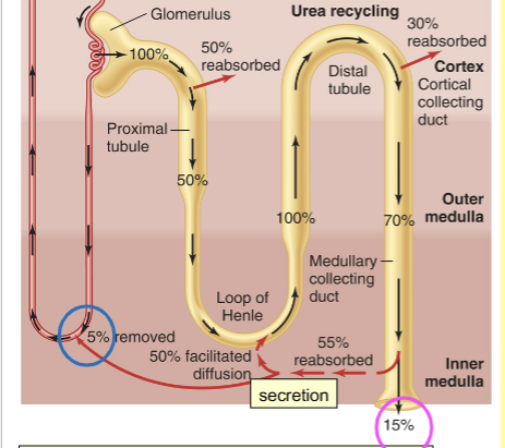 <p>100% filtrated, only <strong>15</strong>% excreted, <strong>5</strong>% removed via the vasa recta. Reabsorbed in multiple places (proximal tubule, cortical collecting duct and inner medullary collecting duct (ADH important for this step)). Also secreted back into the loop of Henle. Constant recycling helps maintain high osmolarity </p>