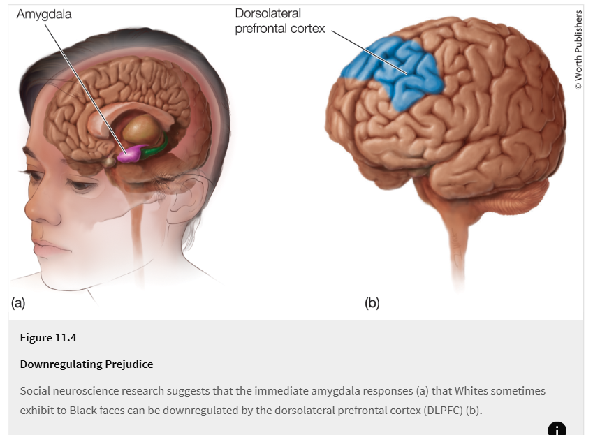 <p><strong>Procedure:</strong></p><ul><li><p>White participants were shown <strong>Black faces very briefly (30 ms)</strong> and then for <strong>longer exposure (250 ms)</strong></p></li><li><p>Researchers measured <strong>brain activation patterns</strong></p></li></ul><p><strong>Results:</strong></p><ul><li><p><strong>30 ms exposure:</strong> increased <strong>amygdala activation</strong> (automatic fear/threat response)</p></li><li><p>Greater amygdala activation was linked to stronger <strong>implicit negative associations</strong></p></li><li><p><strong>250 ms exposure:</strong> increased <strong>DLPFC activation</strong> (controlled judgment and decision making)</p></li><li><p>More DLPFC activation = <strong>less amygdala activation</strong></p></li><li><p>The <strong>right posterior insula</strong> may also help control stereotype application</p></li></ul><p><strong>Conclusion:</strong><br>Initial stereotype reactions may be <strong>automatic</strong>, but with more time, <strong>controlled brain processes can regulate and reduce those reactions</strong>.</p>