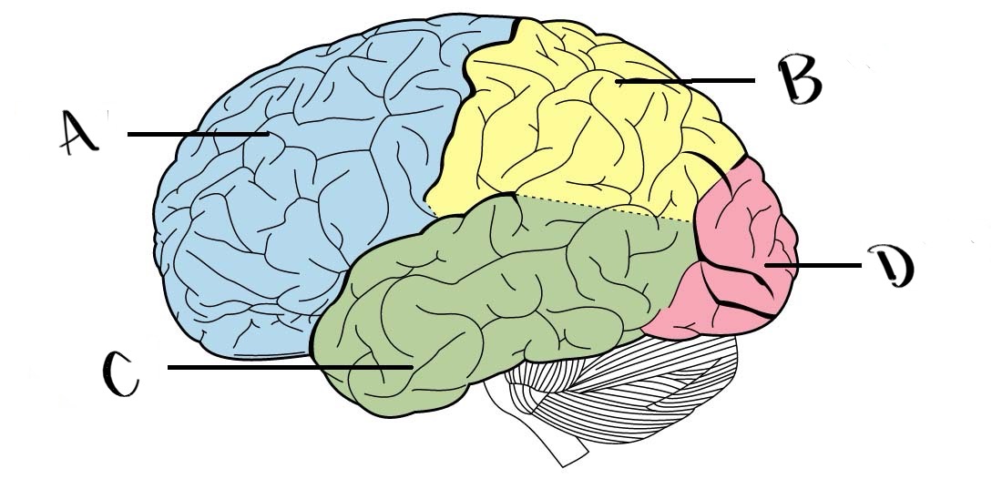 <p>Which arrow points to the parietal lobes?</p>