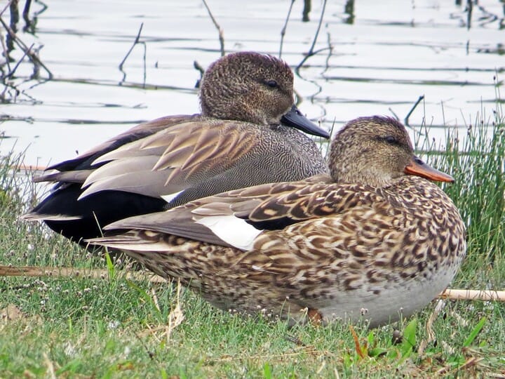 <p>Gadwall</p>