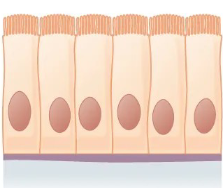 <p>What is the shape and layer of this epithelial tissue?</p>