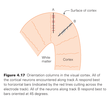 <p>What do <em>orientation columns</em> represent?</p>