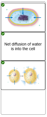 <p>Netdiffusion of water into cell - solute water concentration is greater so water will move into the cell</p>