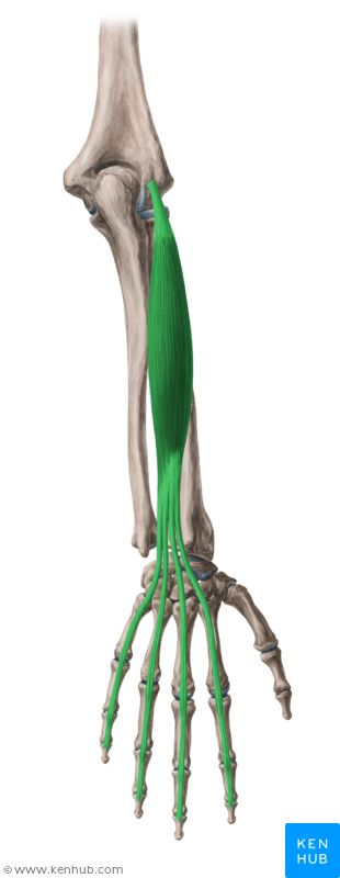 <p>Name of this muscle?</p>