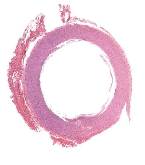 <p>Identify what is pictured?</p>