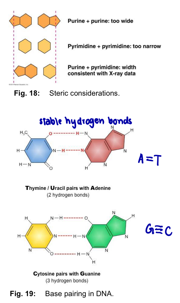 <ol><li><p><mark data-color="yellow" style="background-color: yellow; color: inherit;">Steric restrictions </mark></p></li></ol><ul><li><p>sugar-phosphate backbone of each polynucleotide chain has a <strong>regular helical structure </strong></p></li><li><p>DNA double-helix has a uniform diameter of 2nm </p></li><li><p>T and C are pyrimidines - single ring </p></li><li><p>A and G are purines - twice as wide as pyrimidines </p></li><li><p>pair purine with pyrimidine = fits diameter </p></li></ul><p>purine + purine = too wide </p><p>pyrimidine + pyrimidine = too narrow </p><p></p><ol start="2"><li><p><mark data-color="blue" style="background-color: blue; color: inherit;">Hydrogen bond factors </mark></p></li></ol><ul><li><p>each nitrogenous base has chemical side groups (H, N and O) - hydrogen bonds with its appropriate partner </p></li><li><p>such chemical side groups in purines and pyrimidines have well defined positions </p></li><li><p>A is capable of forming 2 hydrogen bonds with T, while G is capable of forming 3 hydrogen bonds with C </p></li></ul><p><strong><u>Important notes on CBP </u></strong></p><ol><li><p>significance of CBP - since the 3D structure of DNA is only <strong>stable</strong> when the <strong>base pairs are complementary</strong> = base sequence of one strand could determine the base sequence of its complementary strand —> **necessary in <strong>DNA replication and transmission of the genetic information </strong>stored </p></li><li><p><strong>variation of linear base sequence -</strong> linear sequence of the 4 bases can be varied </p></li></ol><ul><li><p>1 nucleotide —> 4 combinations </p></li><li><p>10 nucleotides —> 4^10 combinations </p></li><li><p>humans have 3 × 10^9 nucleotide pairs —> 1 048 576 combinations </p></li><li><p>each gene has a unique base sequence </p></li></ul><p></p>