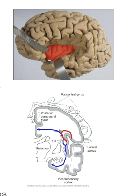 <ul><li><p>SII areas project top insular cortex —> distributes to limbic areas (tactile learning and memory)</p></li><li><p>The <mark data-color="red" style="background-color: red; color: inherit;">insula</mark> contains long and short insular gyri surrounded by boarders of the lateral fissure (circular sulcus). </p></li><li><p>Viscerosensory input (including taste) projects to the dorsal insula. </p></li><li><p>The anterior insula (near motor cortex) may also help to coordinate articulatory movements necessary for speech. </p></li></ul><p></p>